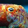 Squidley